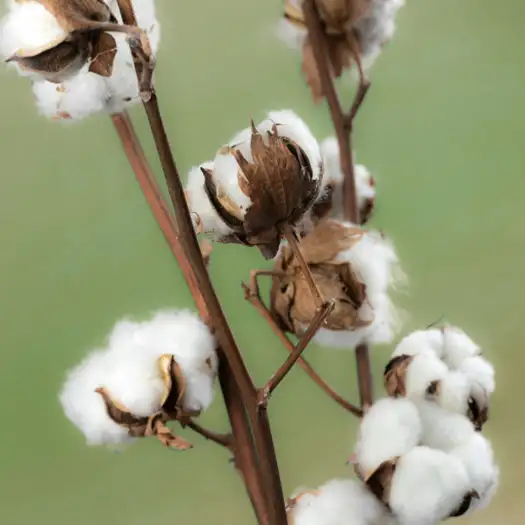 cotton