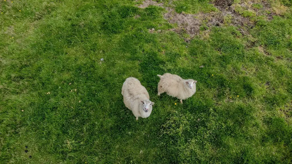 wool2